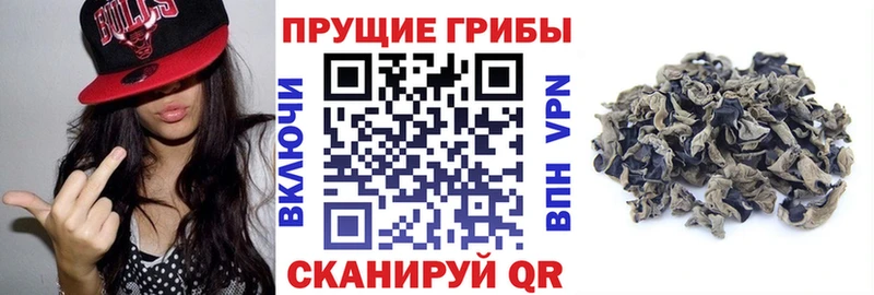 Псилоцибиновые грибы Psilocybe  Шарыпово 